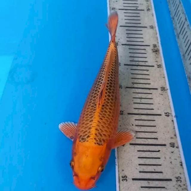 Matsuba 30cm
