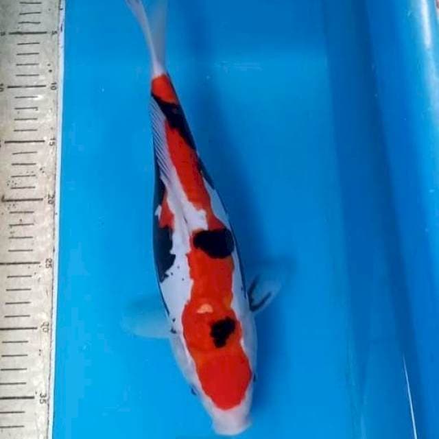 Beni Kumonryu 33cm