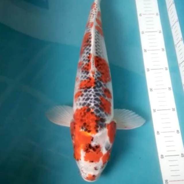 Goshiki jumbo 