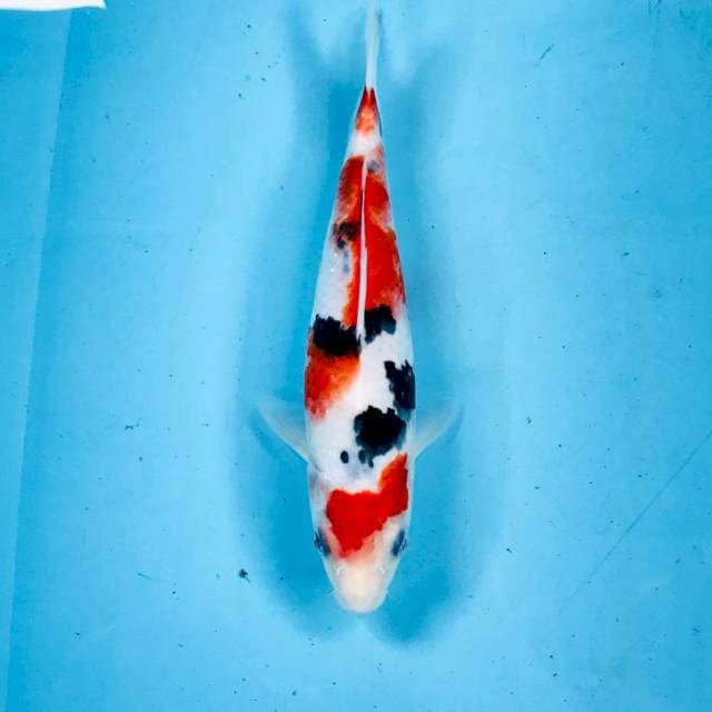 Sanke, 25 cm