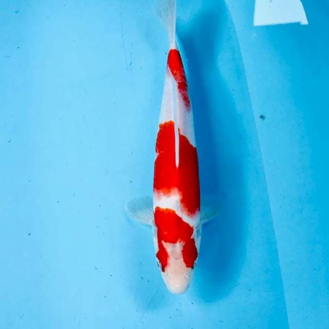 Kohaku, 26 cm