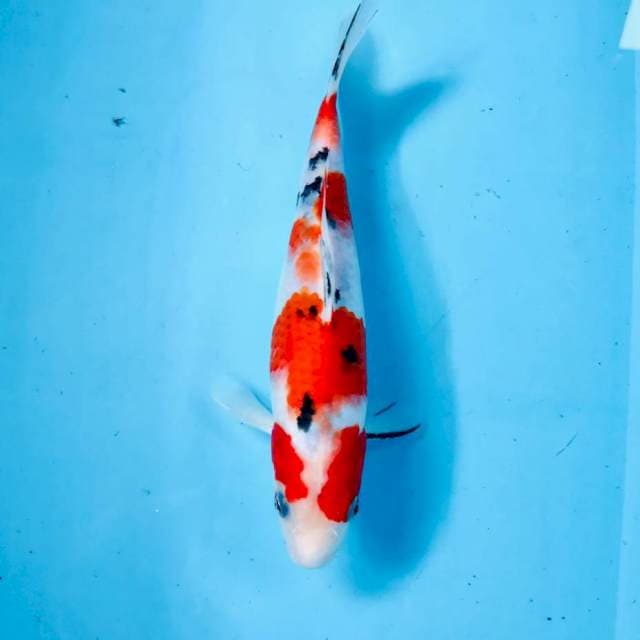 Sanke, 25 cm