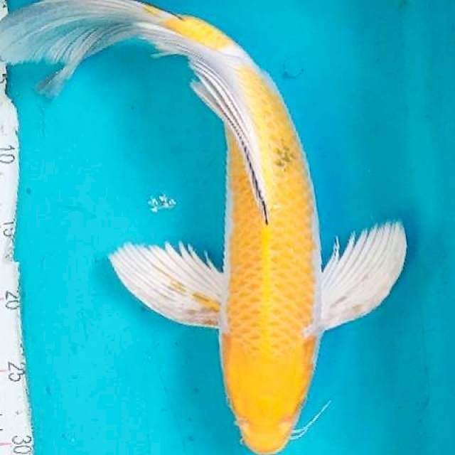 Yellow Kumpay 41cm