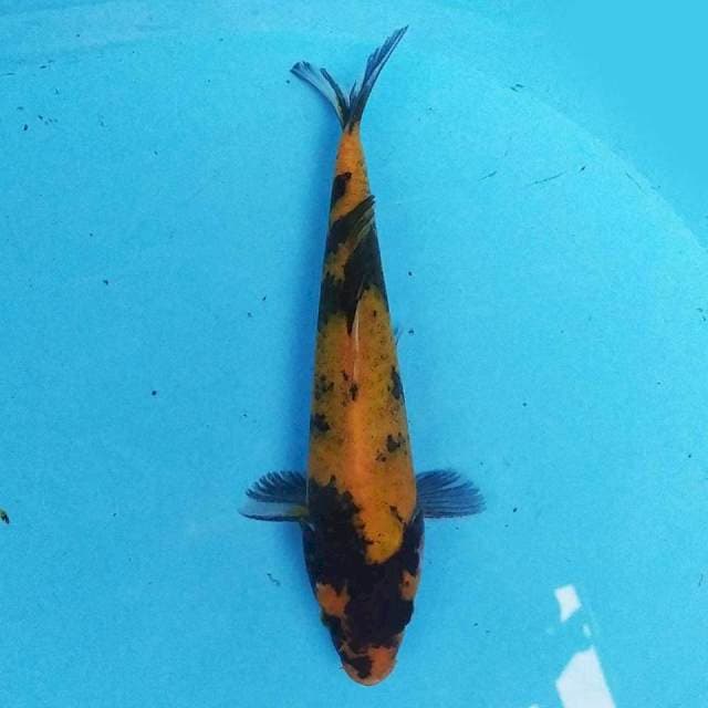 Hi utsuri 20cm