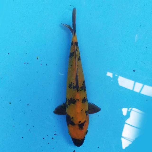 Hi utsuri 20cm