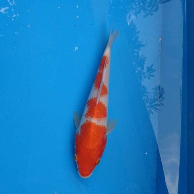 Kohaku Ori F1