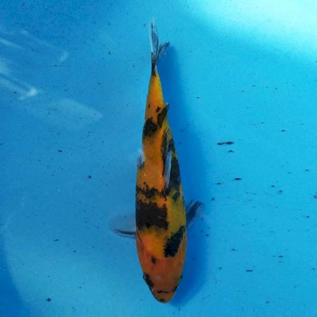 Hi utsuri 19cm