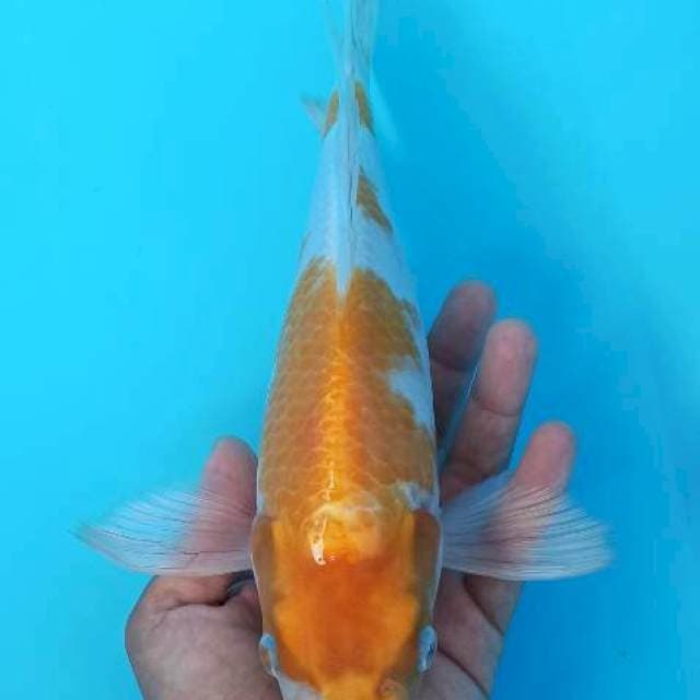 Kumpay karashi koyo limited 28+cm