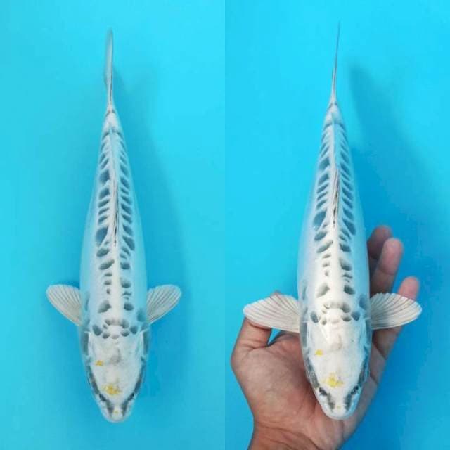 Hikarimuji doitsu 30cm