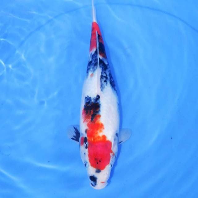 SHOWA 30cm