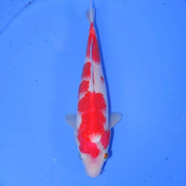 KOHAKU MANIS 28cm