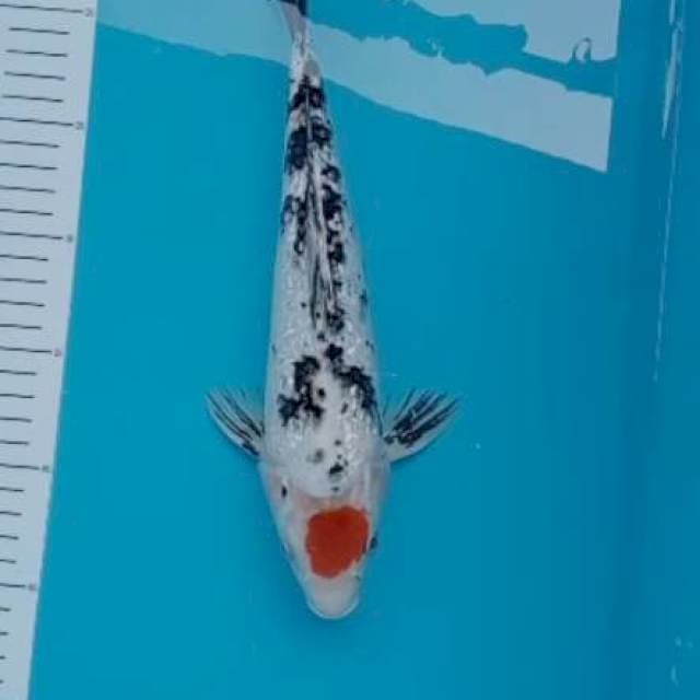 tanco sanke ginrin 30 cm