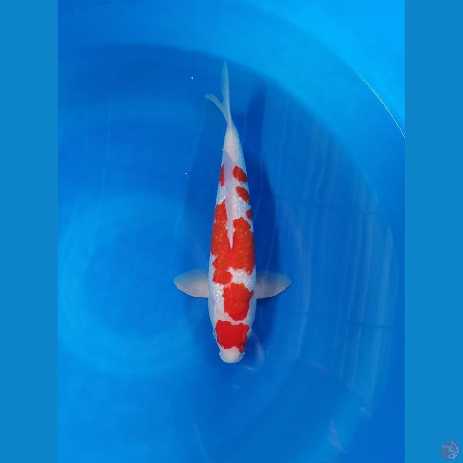 JN ~ KOHAKU GINRIN 33cm/male