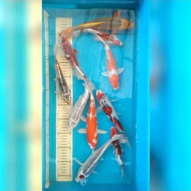 19-25cm 10 ekor