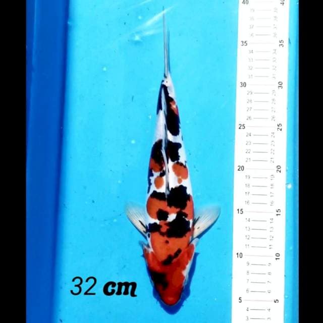 Sanke Doitsu 32 cm
