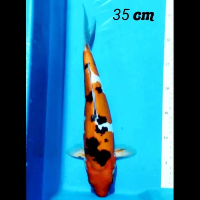 Sanke doitsu Male 35 cm