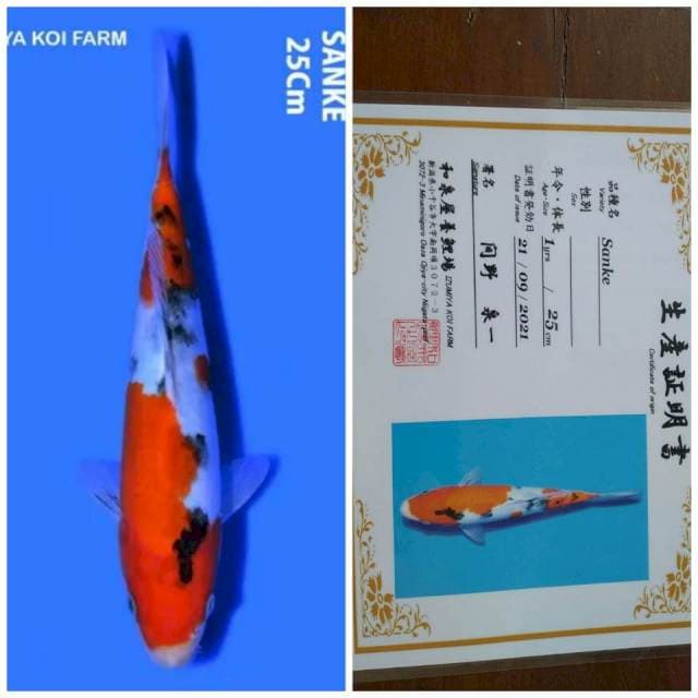 Sanke Import Farm Izumiya