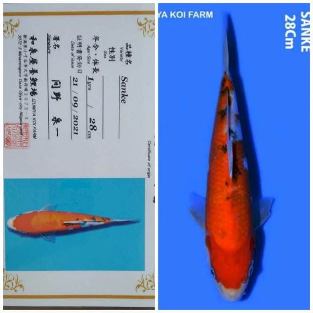 Sanke Import Farm Izumiya