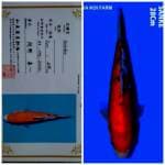 Sanke Import Farm Izumiya