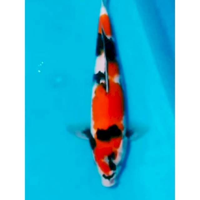 06# showa 36cm