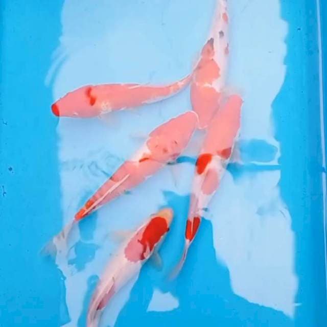 Mix, mini kohaku sanke strong.