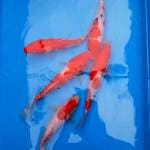 Mix, mini kohaku sanke strong. 