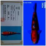 Sanke Import Fatm Izumiya