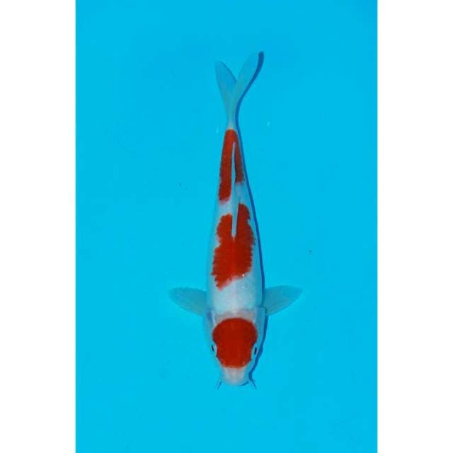 Meruten kohaku 24cm 🔥💥💥
