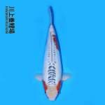 SHUSUI IMPOR HQ