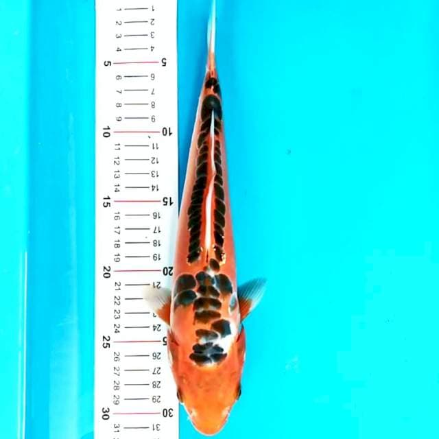 Mizuho 30 cm