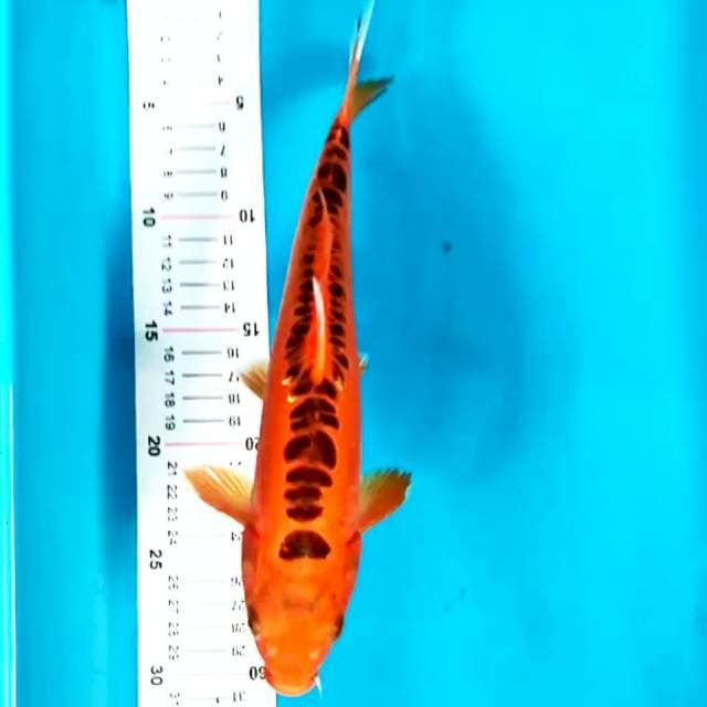 Mizuho 27 cm