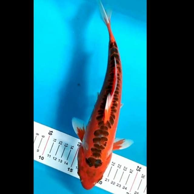 Mizuho 27 cm