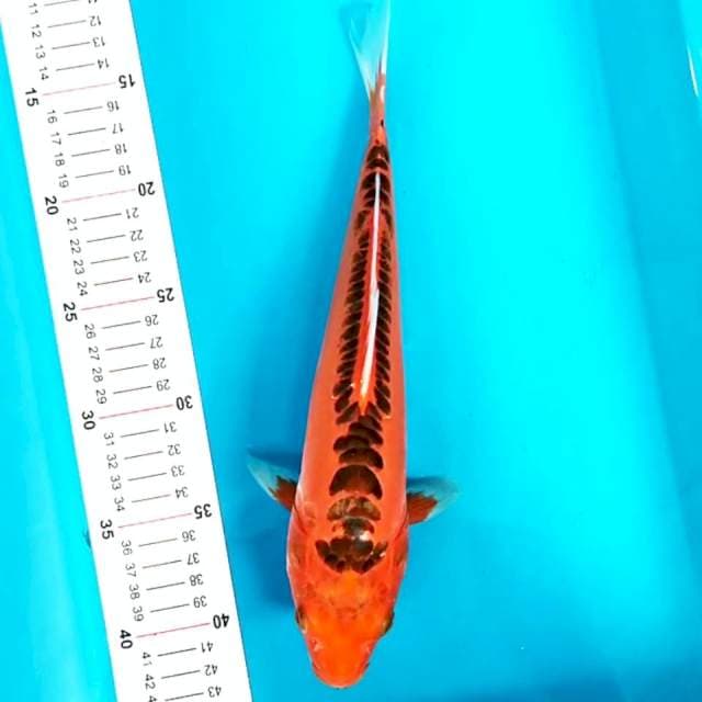 Mizuho 30 cm