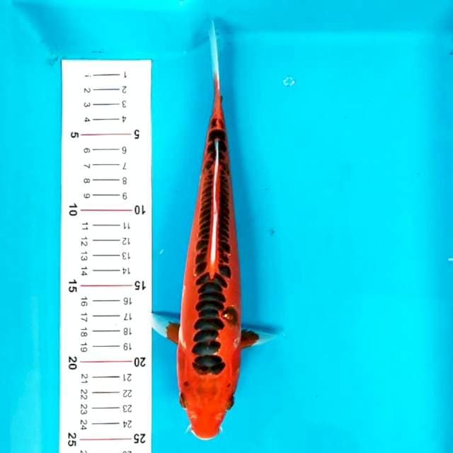 Mizuho 25 cm