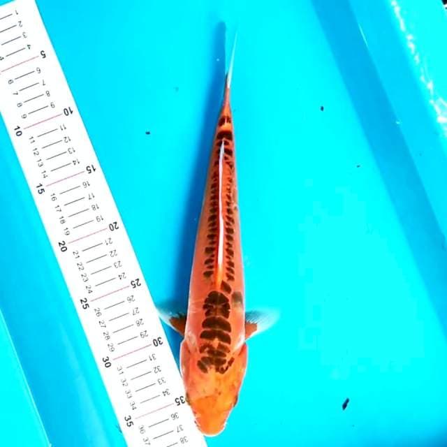 Mizuho 31 cm