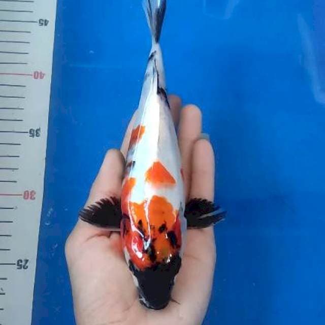 Showa 23cm