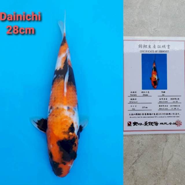 Dainichi Showa Certi