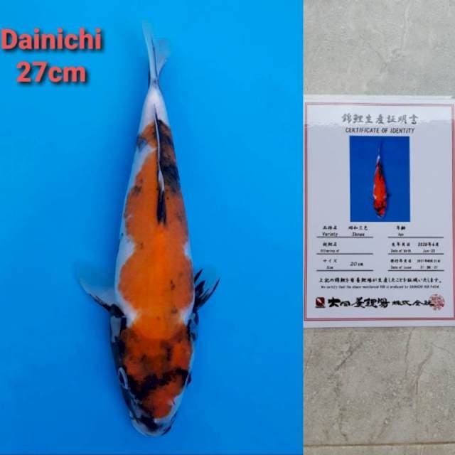 Dainichi Showa Certi