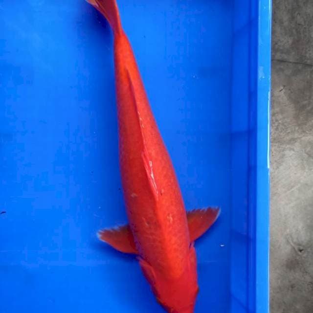 Benigoi merah strong size 50cm