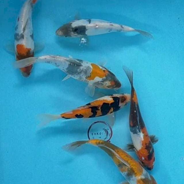 Showa doitsu 18-21 cm 6 ekor 