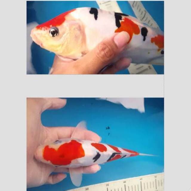 sanke doit f1 berpunuk 30cm