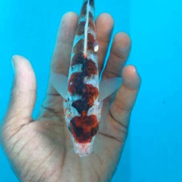 goromo 18 cm