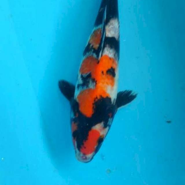 sowa 33 cm
