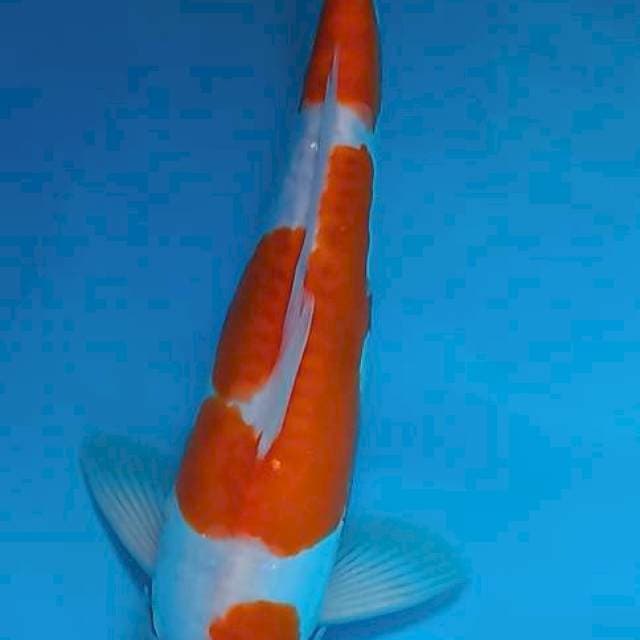 Kohaku 35cm