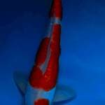 Kohaku 35cm