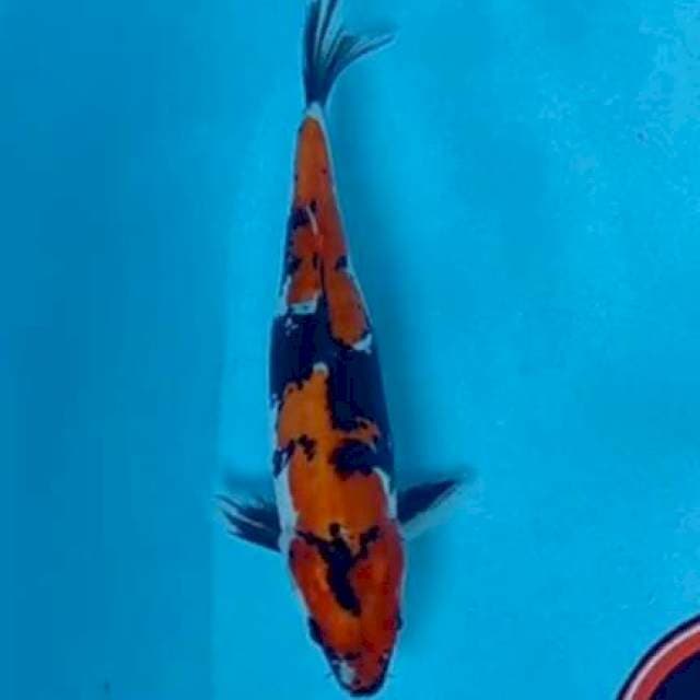 Showa doitsu 25 cm