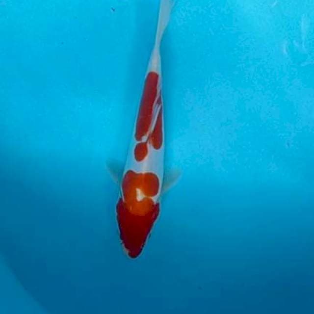 Kohaku doitsu ori 21 cm