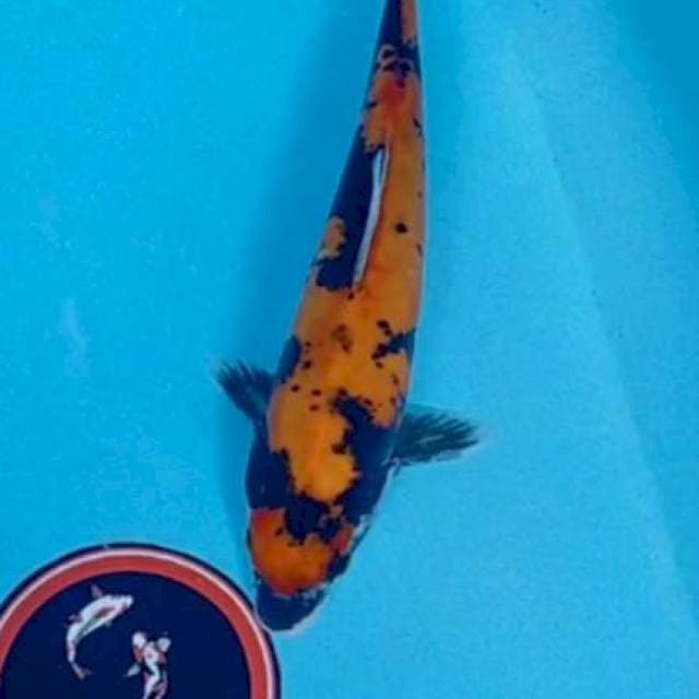 Showa doitsu 26 cm