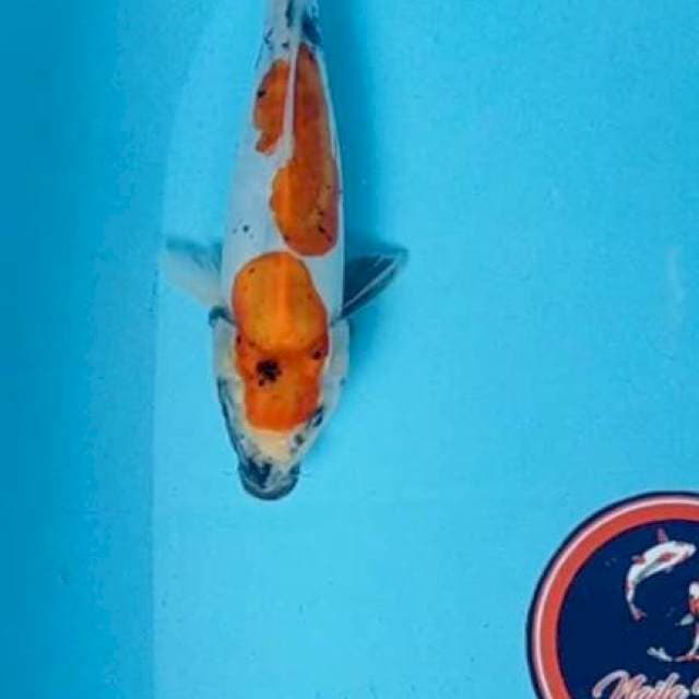 Showa doitsu 29 cm