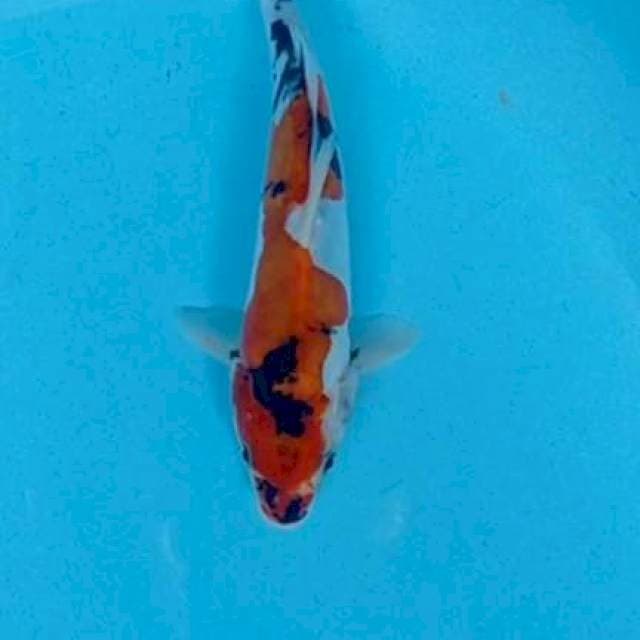Showa doitsu 23 cm